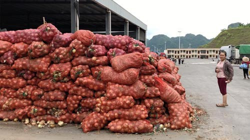 Theo tìm hiểu của PV Báo Người lao động, bên cạnh khoai tây, cà rốt, hiện nhiều củ, quả khác như hành tây, củ cải… cũng được các thương lái lấy từ Trung Quốc và "hô biến" thành hàng Đà Lạt bán ra thị trường. Ảnh: Nld.