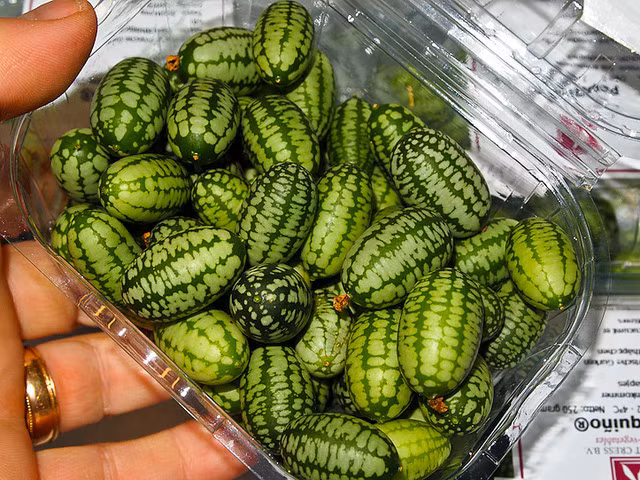 Lúc mới xuất hiện, dưa hấu Mexico (hay dưa hấu chuột) trở thành mặt hàng "hot" tại Việt Nam. Ảnh: Zing.