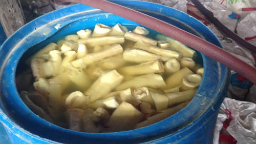 Măng ngâm hóa chất thường có độ bóng, trông bắt mắt. Măng tự nhiên thường có cái to, cái nhỏ không có độ bóng. Ảnh: Hanoimoi.