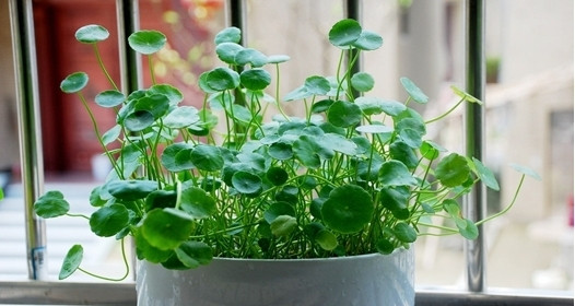 Rau má thường mọc thành từng mảng dạng thảm thấp 10-15cm. Ảnh: Phapluatplus.