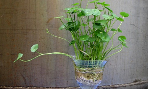 Loài cây này có thể phát triển trên mặt đất ẩm ướt hoặc mọc trong nước. Ảnh: Caycanhthanglong.