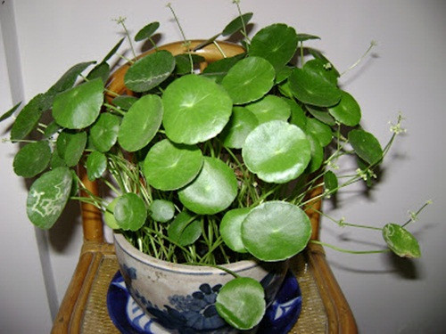 Nếu mọc ở vùng đất ẩm ướt, dưới tán cây, bóng râm thì lá rau má kiểng có màu xanh lục đậm. Ảnh: Blogspot.