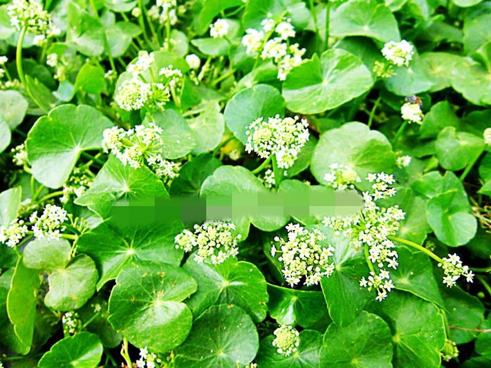 Mỗi cụm rau má mang nhiều bông hoa màu trắng hay trắng phớt đỏ tương đối nhỏ khoảng 3mm, trông rất dễ thương. Ảnh: Saigonhoa.