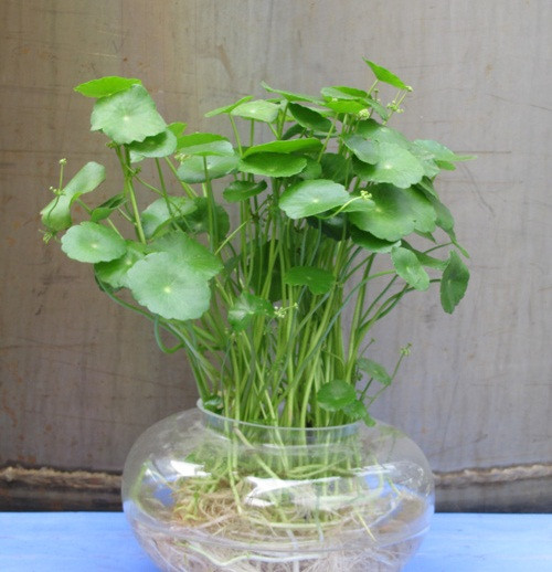 Nếu mọc trong nước, lá rau má có màu xanh non sáng với cuống dài mảnh. Nếu mọc ở trên mặt nước thì lá cây có màu xanh lục. Ảnh: Caycanhthanglong.