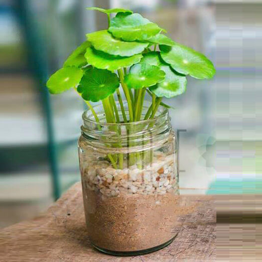 Rau má cảnh xinh xắn có thể trang trí trên bàn làm việc. Ảnh: Cayxinh.