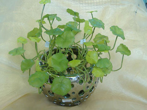 Vốn là cây thân thảo, mọc dại khắp bờ ruộng nhưng khi được trồng trong chậu, rau má bỗng trở thành cây kiểng đẹp mắt. Ảnh: Caycanhdongnai.