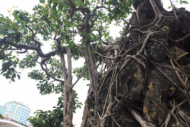 Đây là tác phẩm phải quan sát tứ diện mới thấy hết được giá trị và vẻ đẹp của nó. Nhìn từ phía thì phần thân chính chạy thành một dải kết bện thành mảng lâu ngày đã quyện vào đá, chỉ còn lại một phần rất nhỏ nổi bề ngoài.