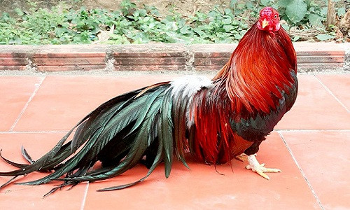 Gà trống cũng là một món quà Tết phổ biến ở Việt Nam. Gà trống thể hiện sự kính trọng của con với cha mẹ, khẳng định cha mẹ là dựa vững chắc cho con cái. Ảnh: VTV.