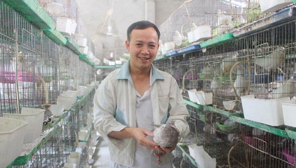Từ 150 cặp chim bố mẹ với vốn đầu tư ban đầu 100 triệu đồng, sau 6 tháng, anh Hùng đã xuất bán và thu về hơn 30 triệu đồng tiền lãi. Ảnh: Dân Việt.