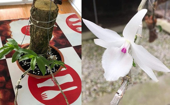 Hồi tháng 7, anh Hồ Văn Long (Thừa Thiên Huế) cũng bán một giò lan phi điệp 5 cánh trắng quý hiếm với giá 700 triệu đồng cho anh Thành ở Hải Phòng. Ảnh: Công an Đà Nẵng.