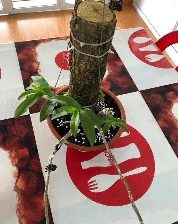 Chỉ sau một tuần, cây lan quý đã được sang tay cho khách hàng mới với giá lên tới 1,1 tỷ đồng. Ảnh: Dân Việt.