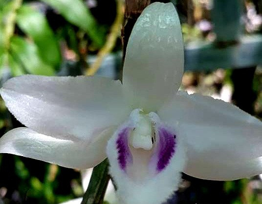 Năm 2016, ông Đ. mua giò lan với giá 300.000 đồng. Năm 2017, giò lan có 5 mầm và có hoa nở cánh trắng. Nhiều người nhận định đây là lan phi điệp 5 cánh trắng và ngỏ ý muốn mua với giá cao. Ảnh: Baonghean.