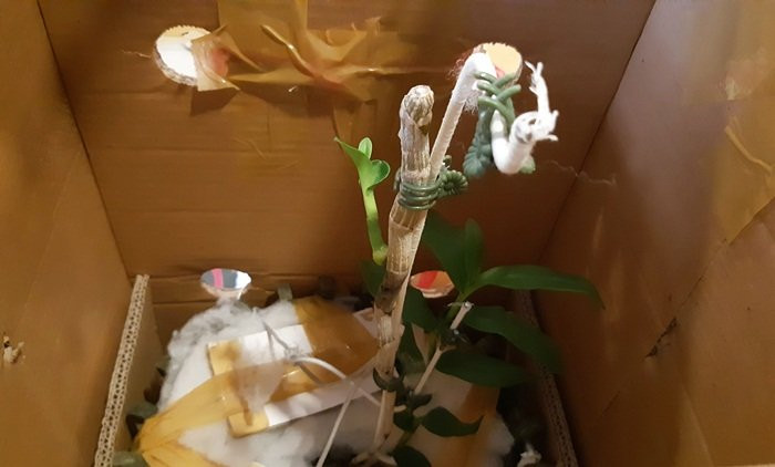 Còn đây là gốc chính của cây lan. Từ gốc chính này đã chiết ra 8 mầm lan khác. Ảnh: Vietnamnet.