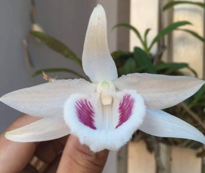 Cây lan giả hạc 5 cánh trắng vốn thuộc một người yêu lan ở La Gi (Bình Thuận) và được đánh giá độc đáo nhất Việt Nam. Ảnh: Plo.