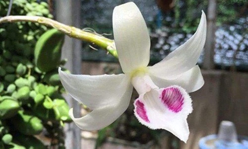 Trước đó, ngày 18/8/2018, giới chơi lan cả nước cũng xôn xao về một đại gia ở Hòa Bình mua cây lan phi điệp 5ct Bảo Duy với giá 2,7 tỷ đồng. Ảnh: Vietnamnet.