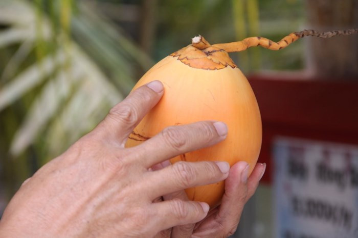 Quả dừa to nhất có thể nặng tới 2kg. Ảnh: Infonet.