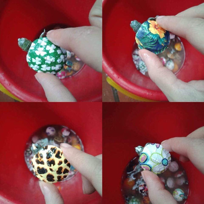 Thức ăn cho rùa rất dễ kiếm như rau củ, cá...Ảnh: FB Bảo Yến.