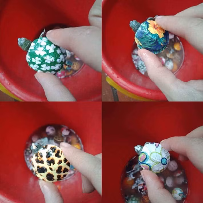 Thức ăn cho rùa rất dễ kiếm như rau củ, cá...Ảnh: FB Bảo Yến.