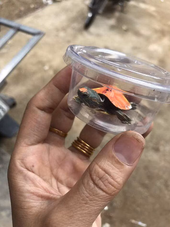 Khi được hỏi về nguồn gốc, một số người bán cho biết lấy ở Việt Nam. Ảnh: FB Ha Kan.