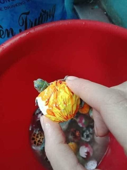 Rùa hiền lành, dạn người lại có màu sắc đẹp mắt nên nhiều bà mẹ còn mua về cho các bé thêm yêu động vật. Ảnh: FB Bảo Yến.