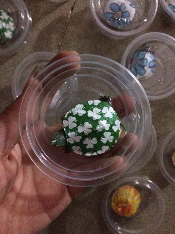 Theo người bán, giống rùa cảnh baby này rất dễ nuôi. Chúng có thể sống dù không ăn một tháng. Ảnh: FB Lê Thu Hiền.