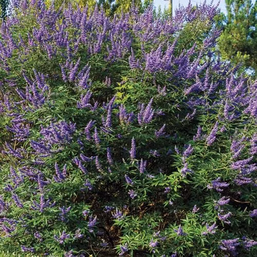 Hoa trinh nữ Địa Trung Hải thường nở rộ vào tháng 7, tháng 8. Ảnh: Gurneys.