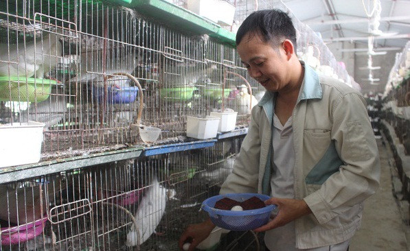 Mỗi tháng anh Hùng xuất bán hơn 700 cặp chim thịt thu về hơn 70 triệu đồng mỗi tháng. Ảnh: Dân Việt.