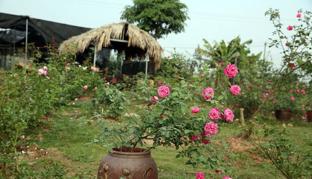 Các giống hồng cổ của Việt Nam được ưa chuộng bởi không quá phô trương như hồng ngoại nhưng giống nào cũng mang một vẻ đẹp thuần khiết và có sức sống mãnh liệt. Ảnh: Dân Việt.