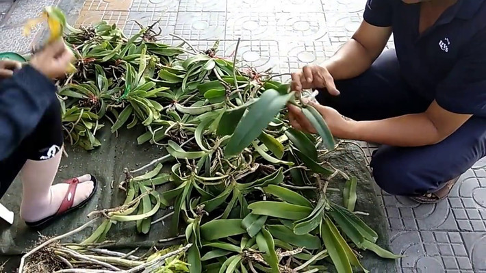 Những loại lan phổ biến tại chợ bao gồm lan móng rồng, lan xương cá, hoàng thảo vôi, tu long lào, lan chuỗi ngọc Điện Biên…Ảnh: Youtube.