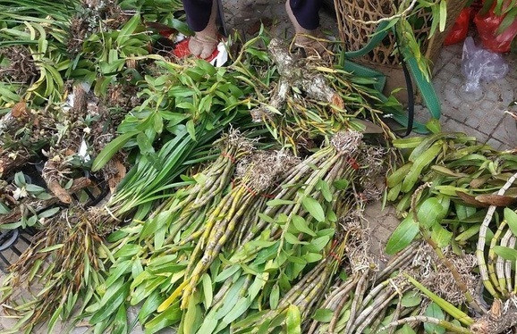 Điểm đặc biệt của chợ lan rừng Đà Nẵng là người bán bán theo kg, theo chùm, theo bó chứ không bán riêng lẻ. Ảnh: Em đẹp.