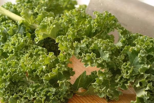 Rau cải xoăn có thể trồng trong hệ thống thủy canh tĩnh hoặc thủy canh hồi lưu. Tuy nhiên, rau cải xoăn phải từ 60 đến 70 ngày mới cho thu hoạch. Vì thế, bạn có thể trồng xen kẽ các loại rau trên cùng hệ thống để cung cấp đa dạng nguồn rau cho bữa ăn hàng ngày. Ảnh: Internet.