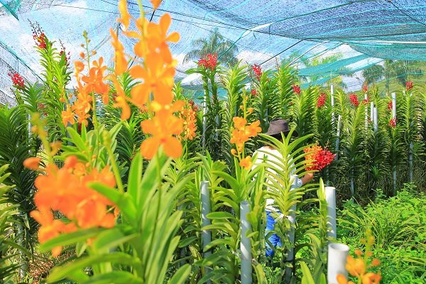 Khoảng 300 triệu đồng là nguồn thu từ cây, trái của bãi rác Đông Thạnh hiện nay, tuy còn khiêm tốn nhưng nó là dấu hiện của sự hội sinh một vùng đất ô nhiễm.