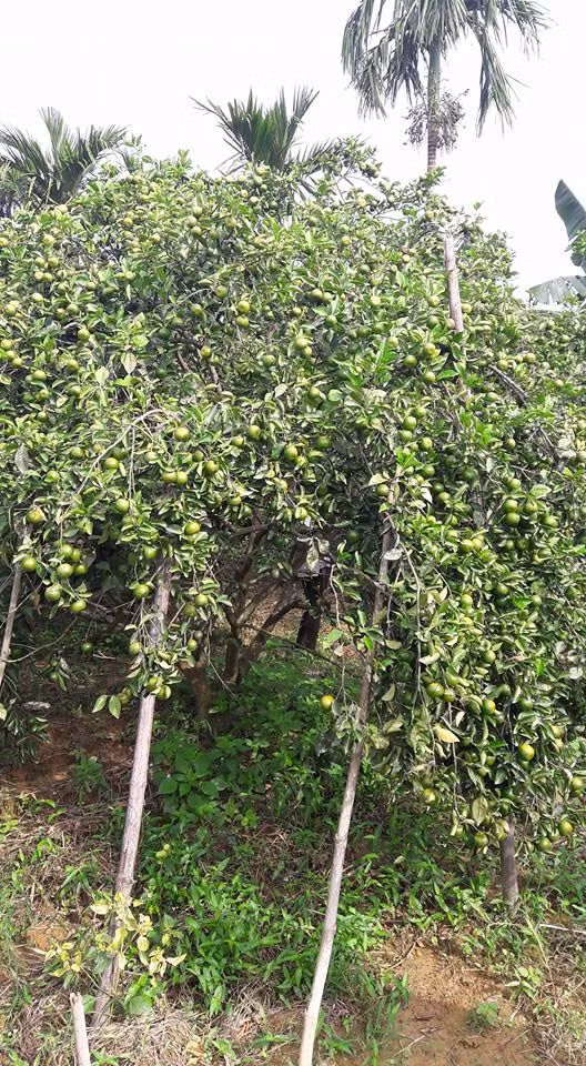 Những trái quýt chi chít quả trông thích mắt. Ảnh: FB Trần Đăng Hòa.