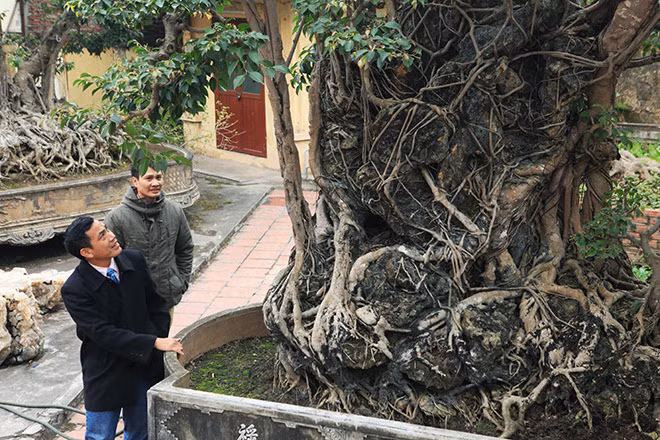 Cây sanh ôm đá nghệ thuật này được chủ nhân cho biết có nguồn gốc từ một gia đình quý tộc, thời phong kiến, nó đã trải qua quá trình thăng trầm của lịch sử hàng trăm năm cùng kiếp nhân sinh. Dấu tích của thời gian chính là sự tương giao hòa hợp giữa cây và đá nương tựa vào nhau trường tồn cùng thời gian.