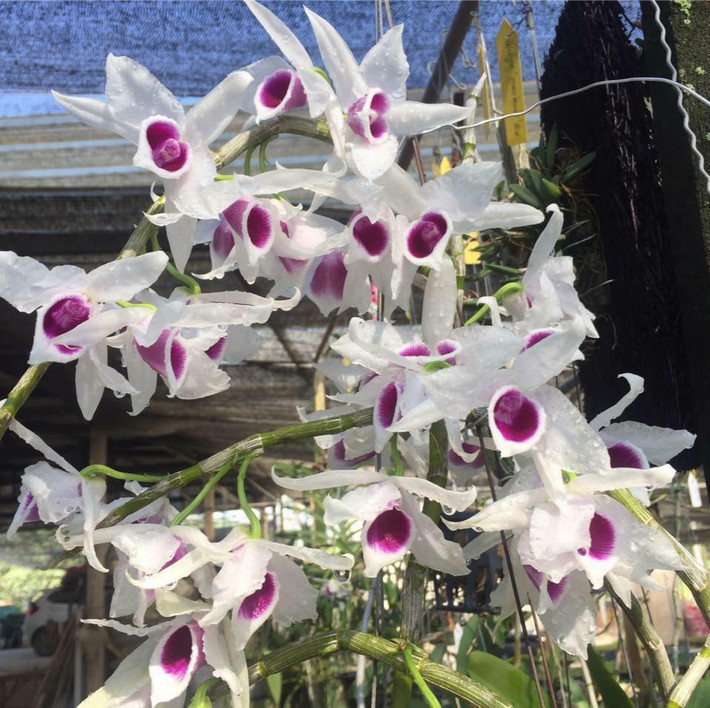 Khác với các loại phi điệp thông thường cánh hoa màu tím, 5 cánh của loại phi điệp 5ct có màu trắng, trong như ngọc. Ảnh: FB Cây và hạt giống Berry.