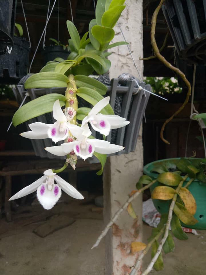 Đặc biệt, sau khi nở khoảng 3 – 5 tiếng, lan phi điệp 5 cánh trắng toả mùi hương quyến rũ, dễ chịu, thoang thoảng, lôi kéo lòng người… Ảnh: FB Tuấn Hà bonsai quảng ninh.