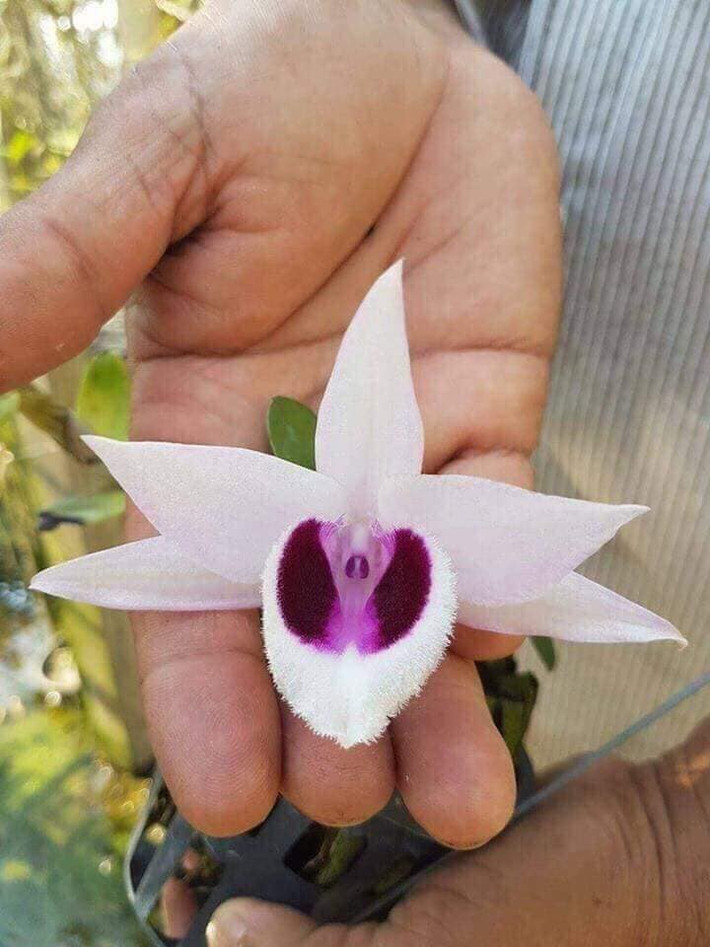 Giá bán dựa trên mỗi cm thường do chủ cây lan quyết định, nhưng thông thường khoảng 2 - 3 triệu đồng/cm, thậm chí 5 triệu đồng/cm. Ảnh: FB Học Viện Nông Nghiệp Hà Nội..