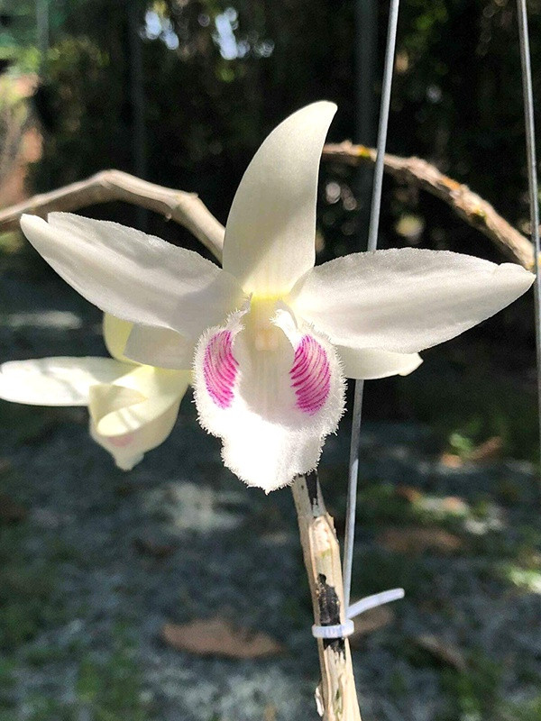 Theo nguồn tin trên báo Chất lượng Việt Nam, ngày 18/8, một cây lan phi điệp có tên 5ct Bảo Duy được bán thành công cho một đại gia ở Hòa Bình với mức giá "khủng" 2,7 tỷ đồng khiến giới chơi lan sửng sốt. Ảnh: Vietq.