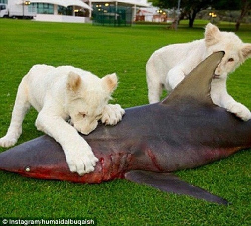 Các đại gia Ả rập không tiếc tiền mua cá mập phục vụ sở thích của sư tử trắng. Ảnh: Instagram.