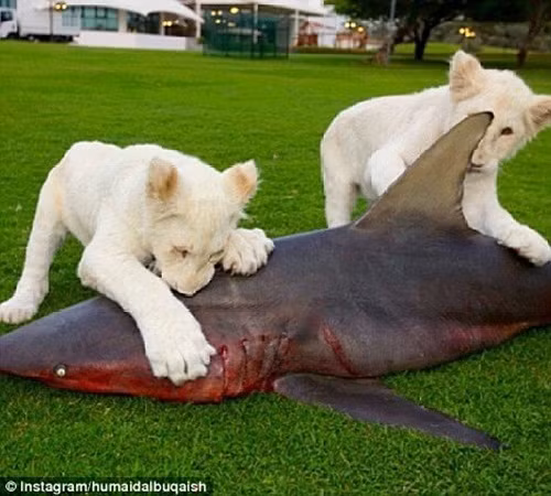 Các đại gia Ả rập không tiếc tiền mua cá mập phục vụ sở thích của sư tử trắng. Ảnh: Instagram.