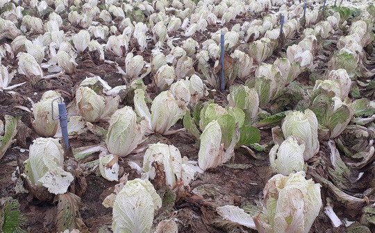 Diện tích cải thảo bị hư hỏng người dân không thèm thu hoạch ở Nghệ An. Ảnh: NLĐ.