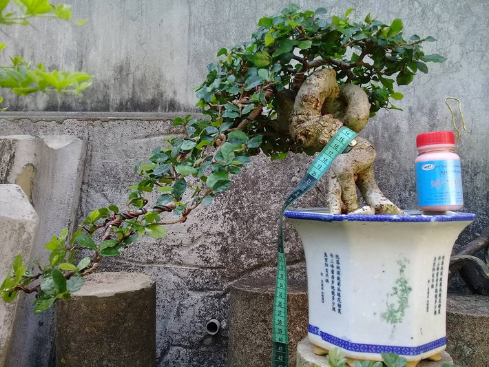 Duối để bàn dáng thác đổ. Ảnh: FB Le Van Cuong.