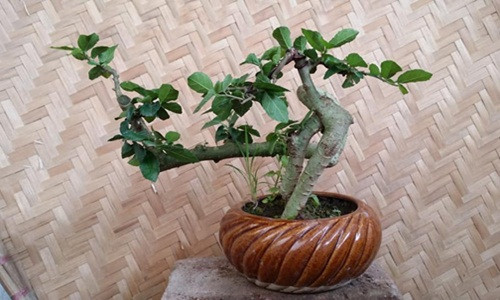 Cây duối mini bonsai có thân và cành khúc khuỷu. Ảnh: FB Khanh Tran.
