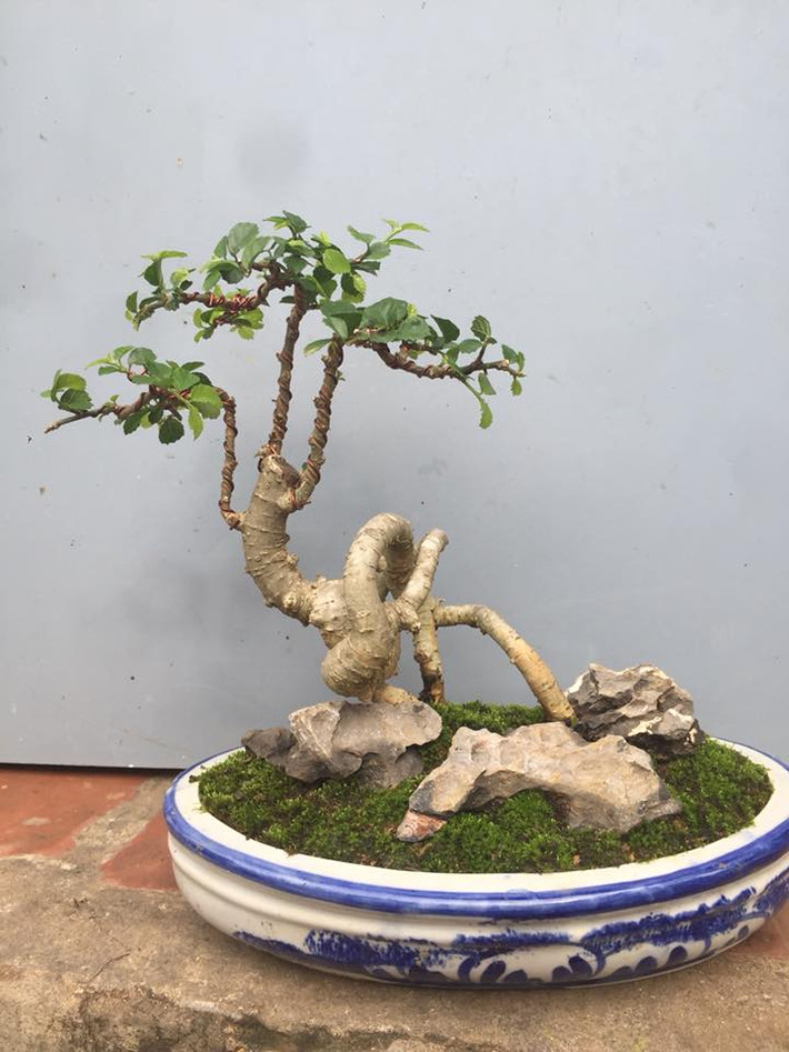 Cây phân cành thành nhiều nhánh và cứng cáp. Ảnh: FB Đỗ Thủy.