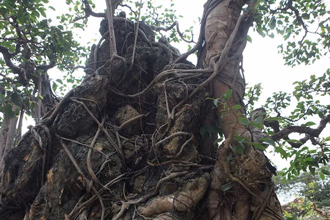 Xét theo mẫu vật lấy tại cành nhánh của cây sanh này cho số tuổi khoảng 165 năm tuổi.