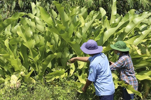 Hiện nay không chỉ được phủ xanh, những vườn cây ăn trái, hoa... trên bãi rác ngày nào đã cho thu hoạch.