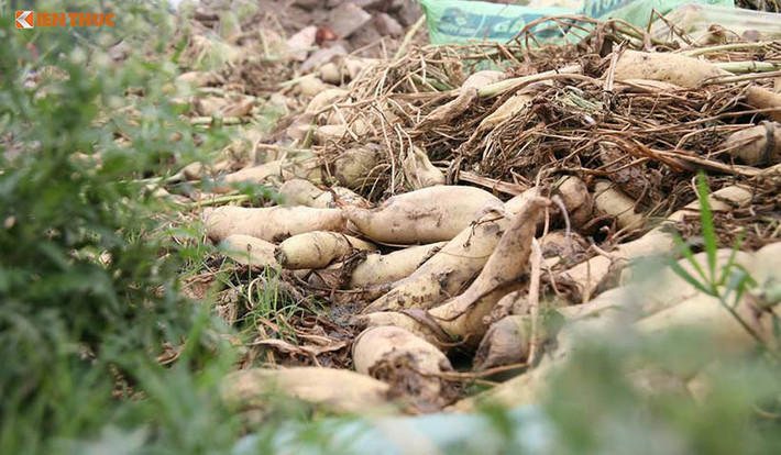 Nông dân ở huyện Mê Linh, TP Hà Nội cũng ngậm ngùi nhổ bỏ củ cải trắng vì không thể tiêu thụ được do giá xuống thấp, 500 - 1.000 đồng/kg. Ảnh: Băng Tâm - Mạnh Hưng.