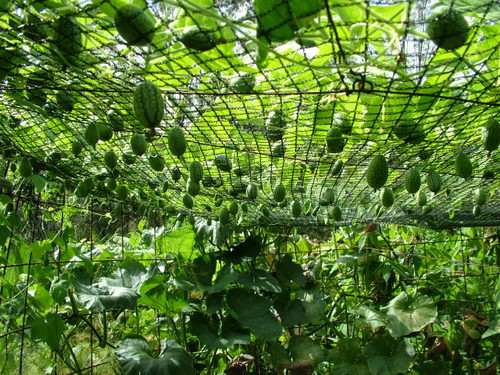 Mỗi năm, cây dưa hấu ngón tay cho thu hoạch 2 lần. Ảnh: The Witches Kitchen.