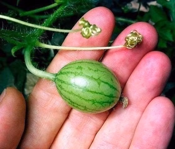 Từ khi trồng cho đến khi thu hoạch là khoảng 2-3 tháng. Ảnh: Seeds for Africa.