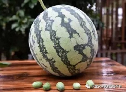 Tuy nhiên, khác với dưa hấu thông thường, giống dưa hấu tí hon này có thể cho cả quả vào miệng và thưởng thức cả vỏ. Ảnh: Sina.